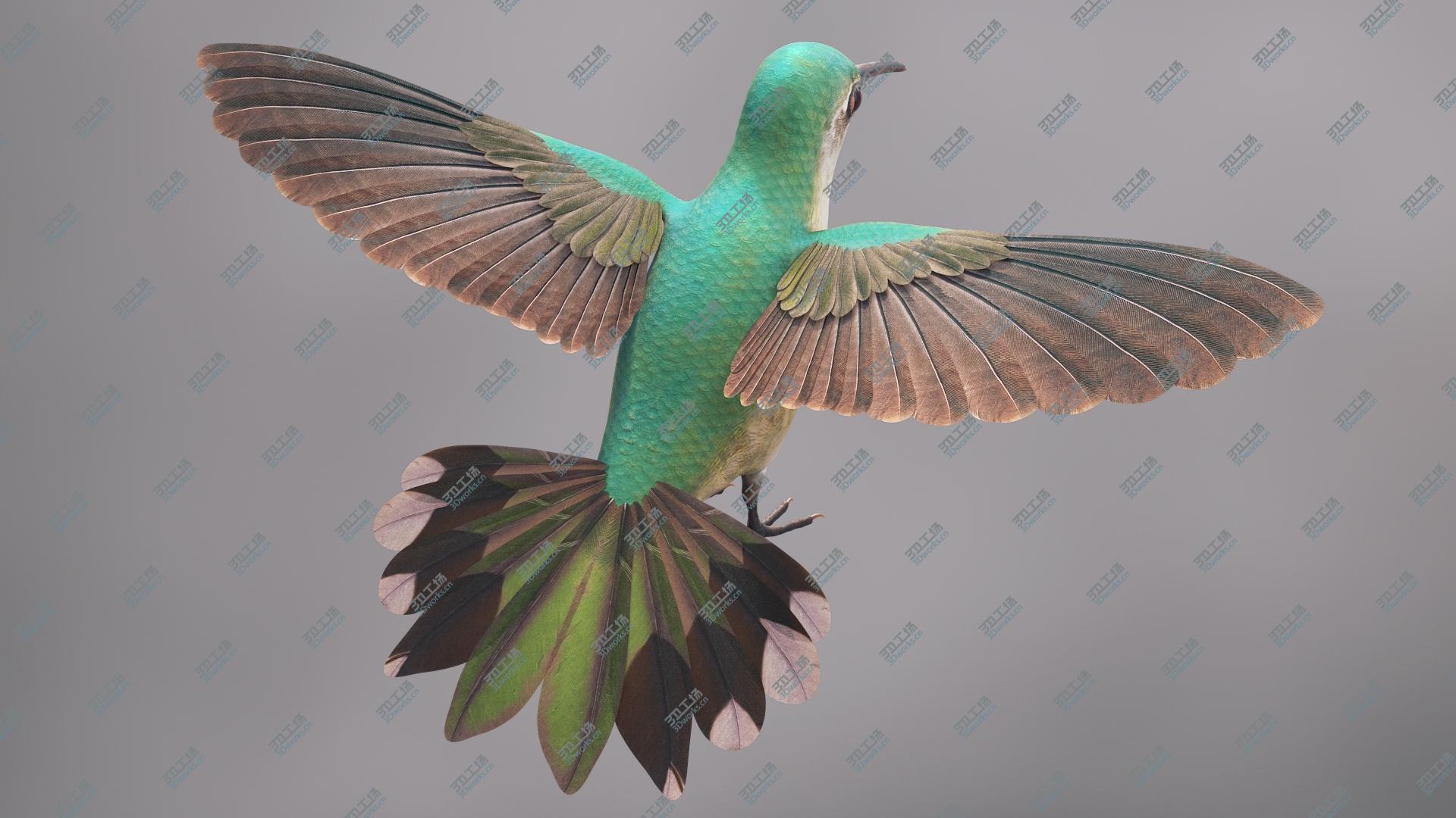 images/goods_img/2021040233/Hummingbird 3D model/4.jpg
